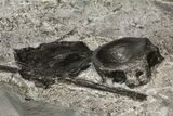 Plate Of Ichthyosaur Vertebrae & Ribs - Germany #114181-5